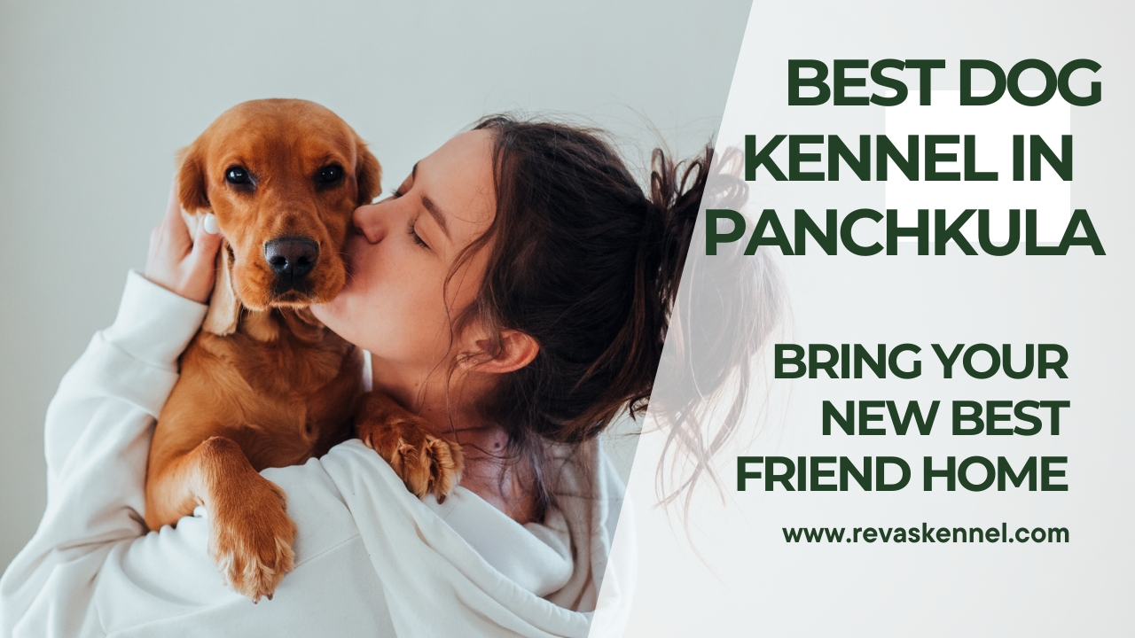 best dog kennel in Panchkula