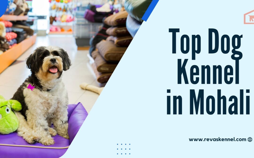 Top dog outlet kennels