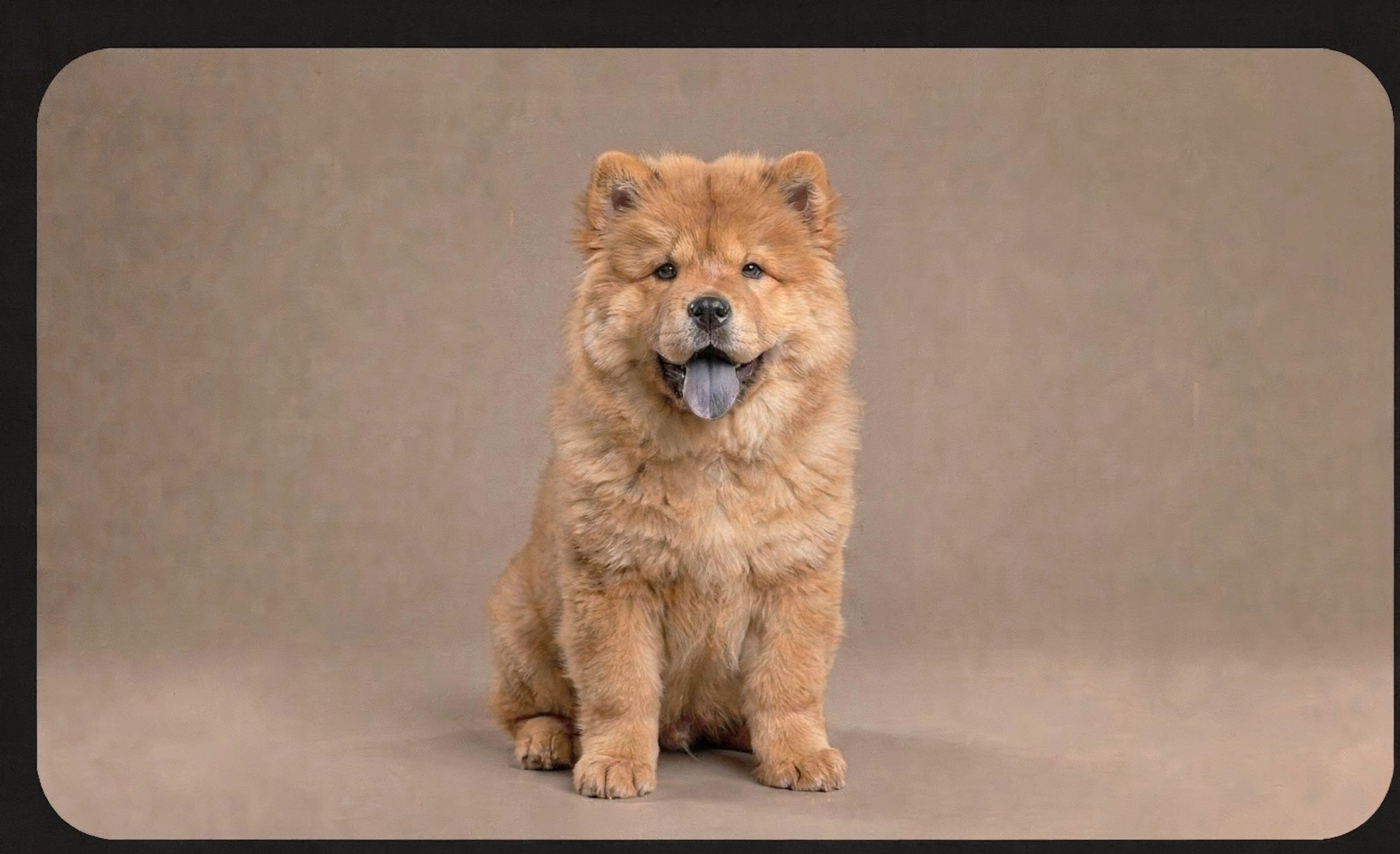 chow chow puppy for sale in chandigarh