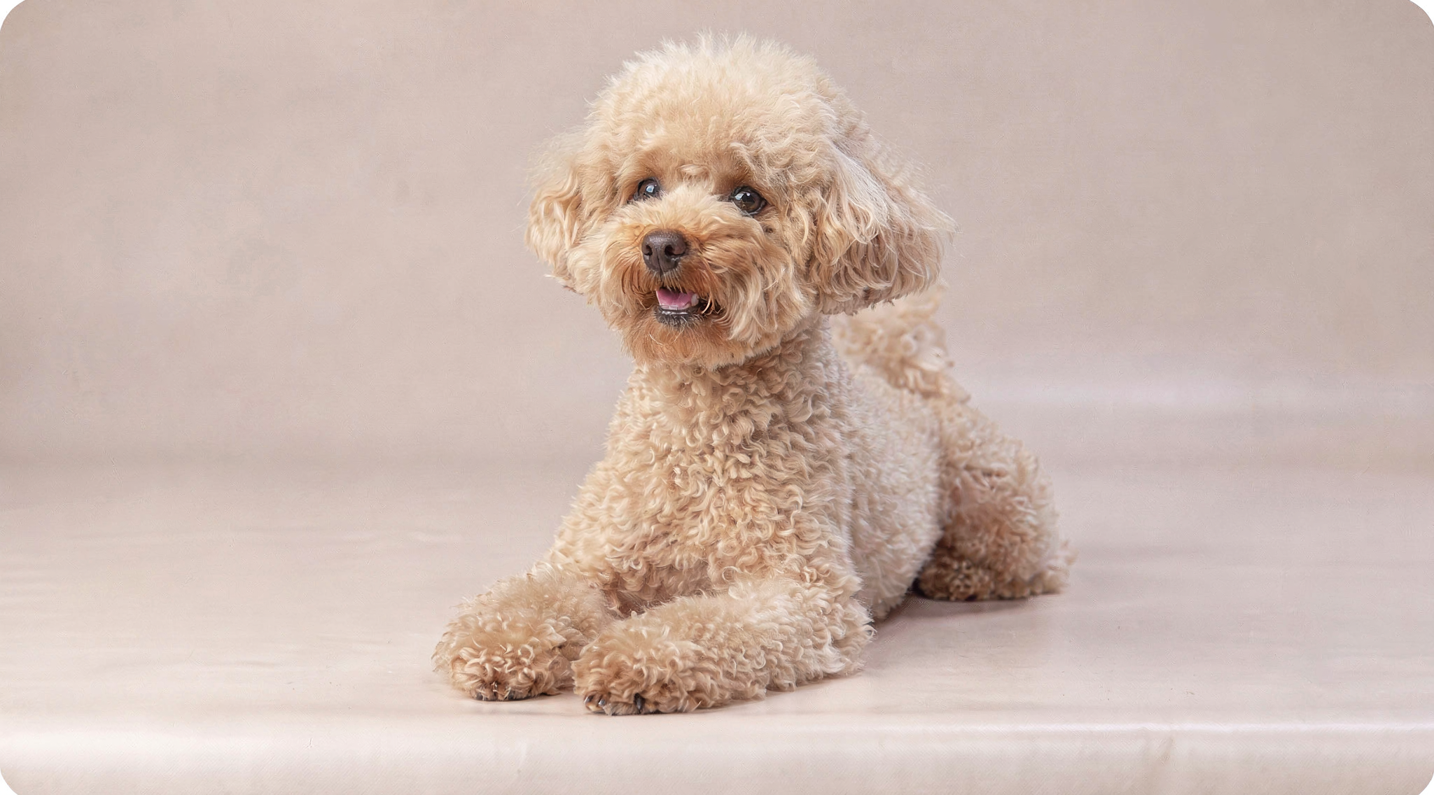 Poodle